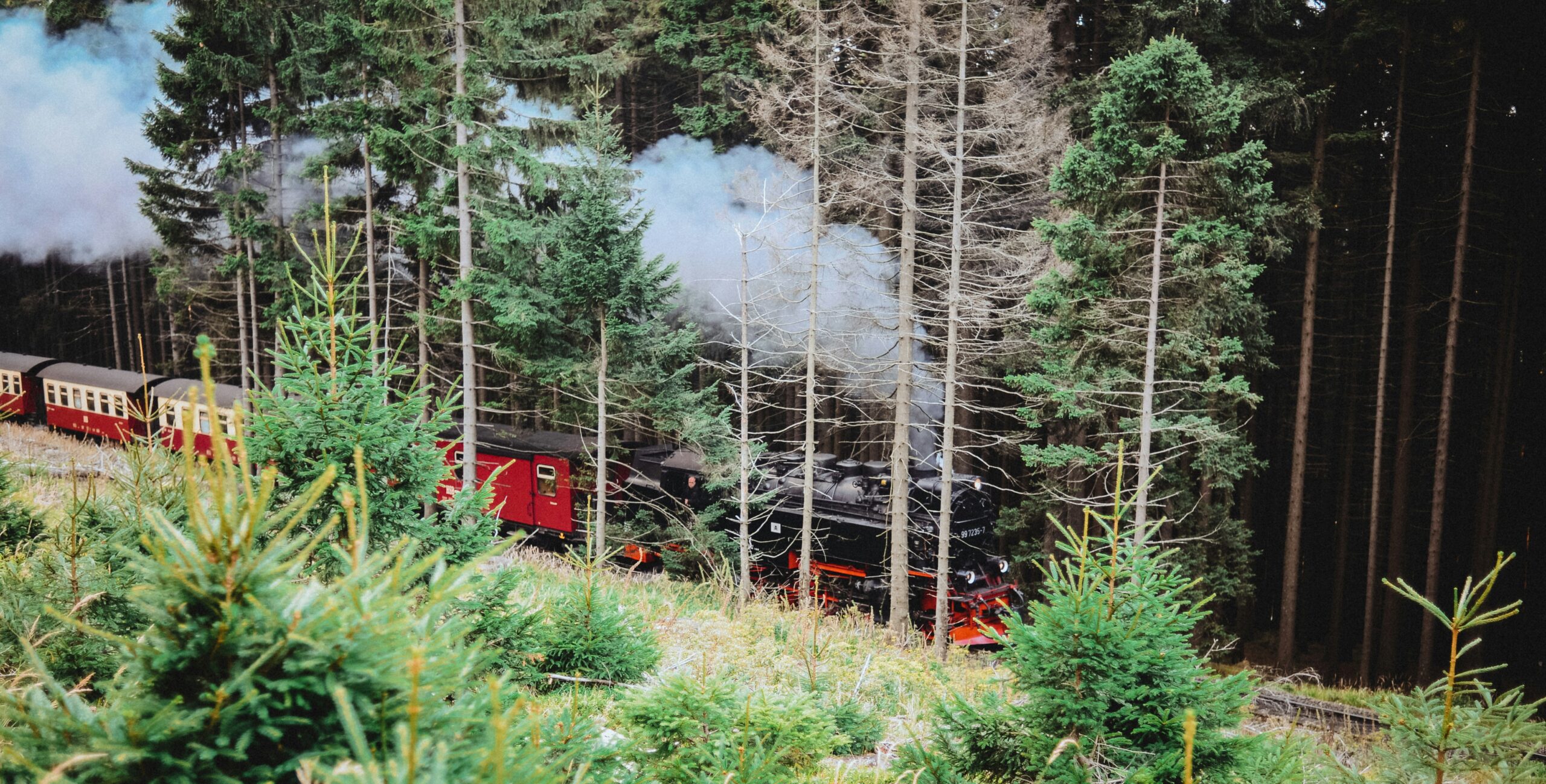 Angebot Waldlandschaft im Harz